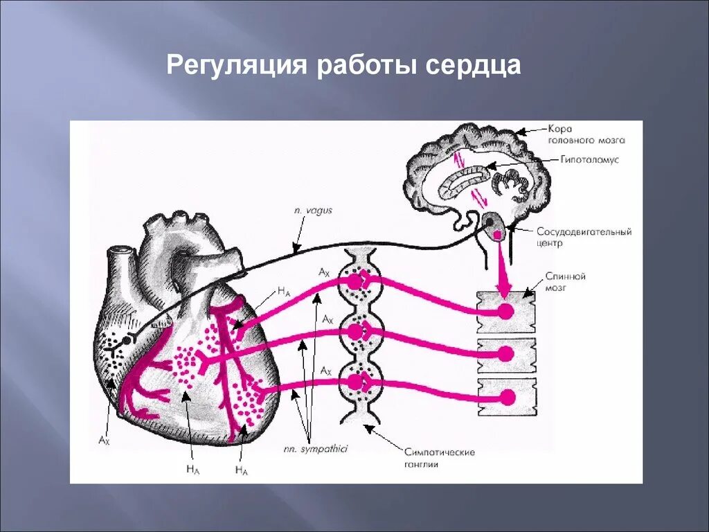 Иннервация и рефлексы. Центр симпатической иннервации сердца. Вегетативная иннервация сердца схема. Механизмы регуляции сердца физиология. Иннервация сердца физиология схема.