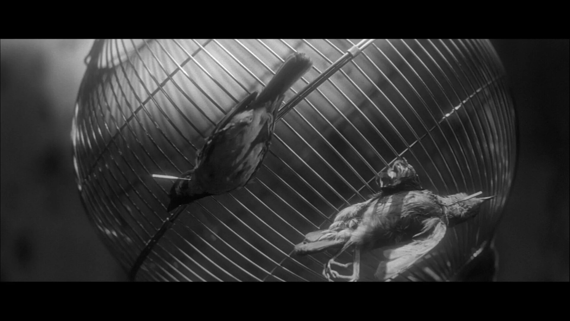 рожденные быть убитым