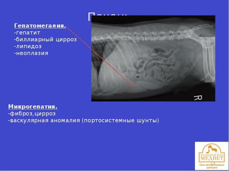 Гепатомегалия у животных. Гепатомегалия на рентгенограмме. Гепатомегалия левой доли. Гепатоза гепатомегалии