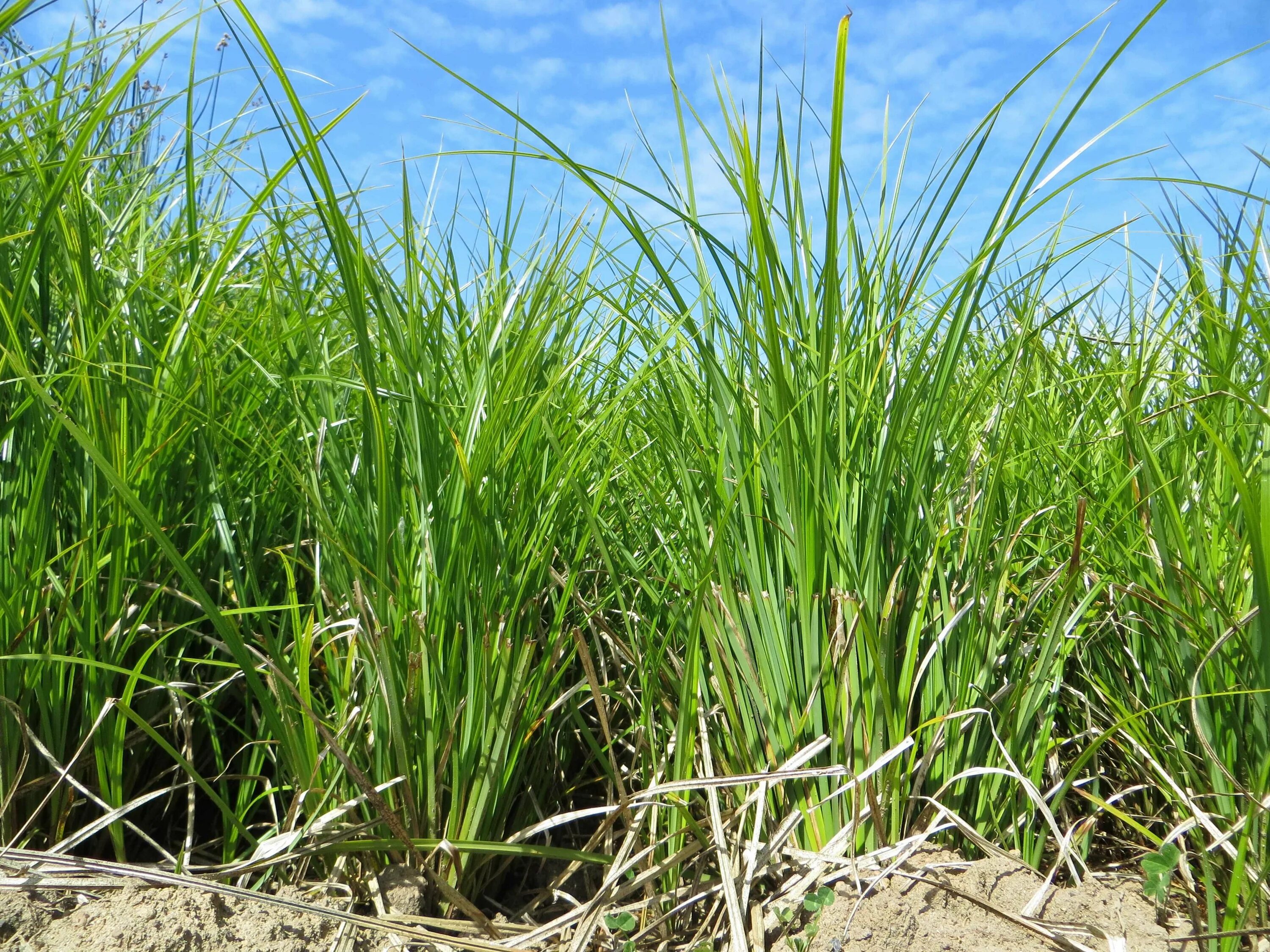 Осоковые растения. Осока carex. Осока болотная. Осоковые растения. Осока птиценогая вариегата,.