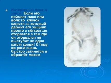 Интересное о зайцах
