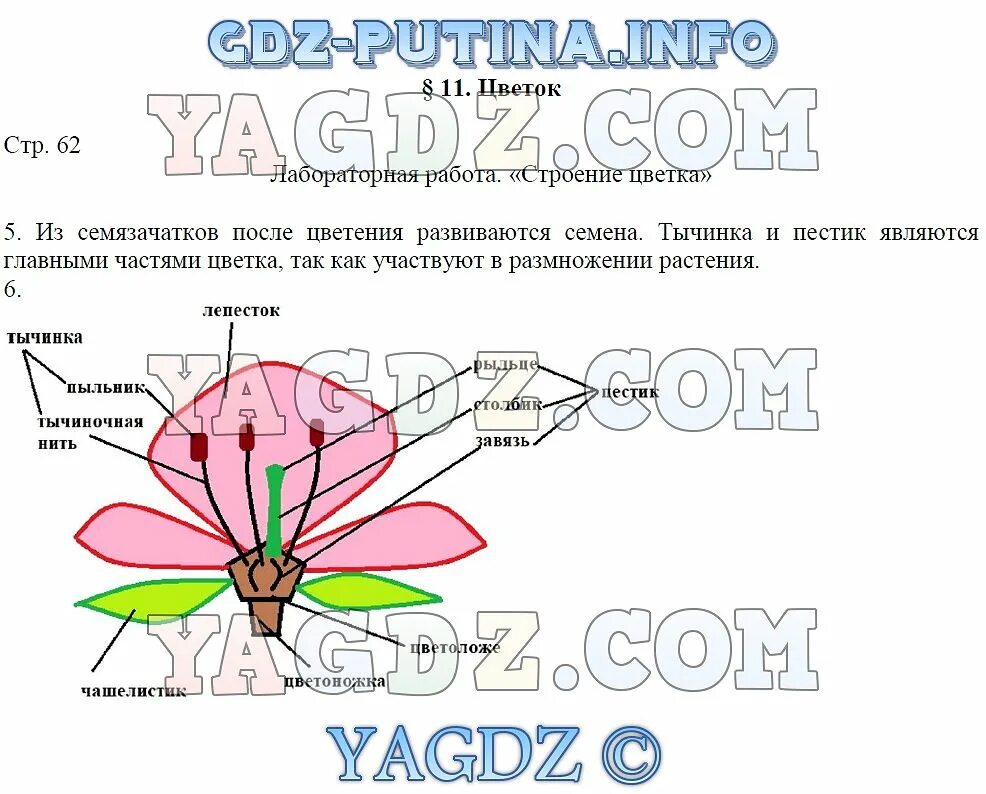 Ответ на вопрос 6 класс учебник. Гдз по биологии 6 класс Пасечник 11 параграф. Гдз по биологии 6 класс Пасечник §17 таблица. Параграф 51 биология 6 класс Пасечник. Биология 6 класс Пасечник параграф 28.