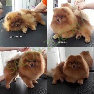 Кастрируют ли шпица