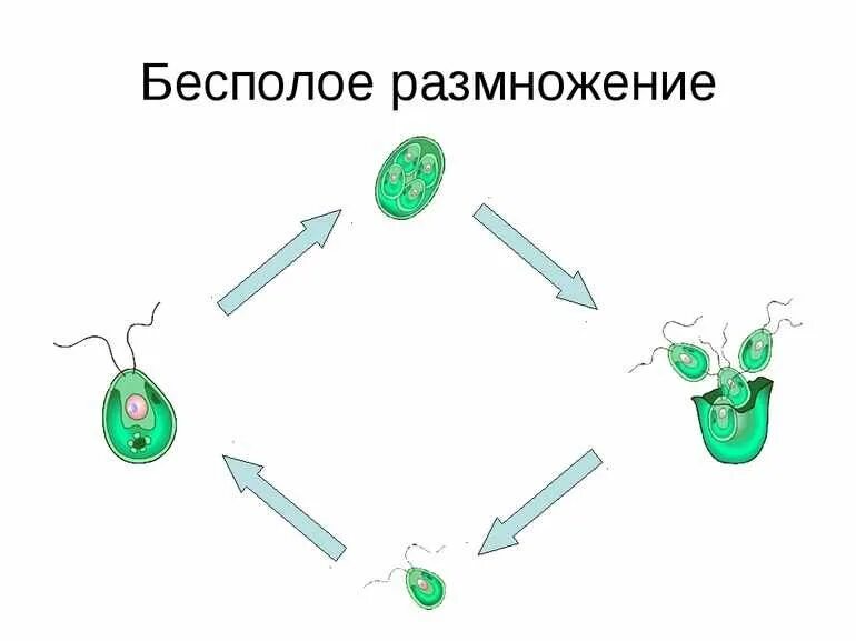 Размножение рисунок. Биология 6 класс размножение бесполое размножение. Схема по биологии 6 класс бесполое размножение. Схема бесполого размножения растений. Бесполое размножение это в биологии