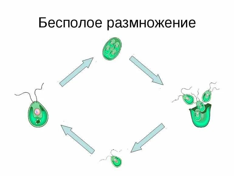 Схема бесполого размножения растений. Бесполое размножение растений. Бесполое размножение это в биологии. Рисунок биология бесполое размножение.