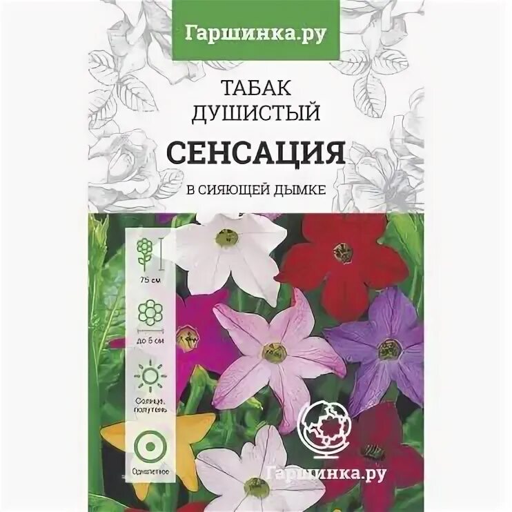 Семена гаршинка интернет. Семена гаршинка интернет