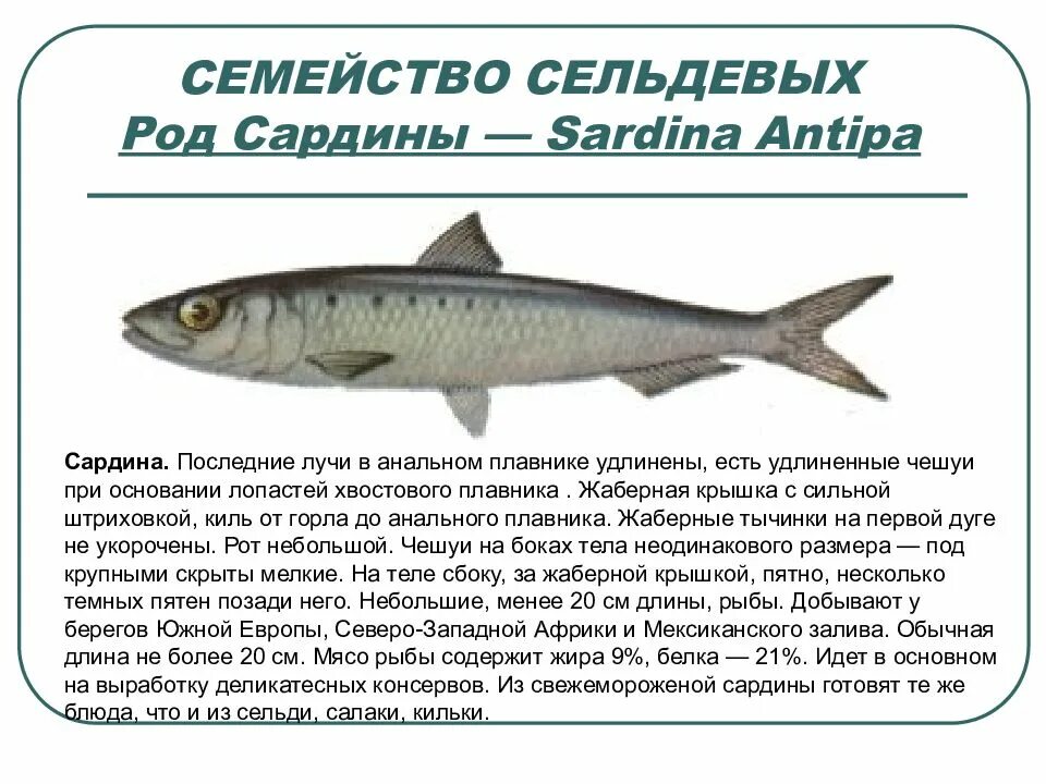 Семейство рыб 9 букв сканворд. Семейства карповых список. Рыбы семейства лососевых чир. Семейство рыб 9 букв сканворд. Семейства промысловых рыб таблица.