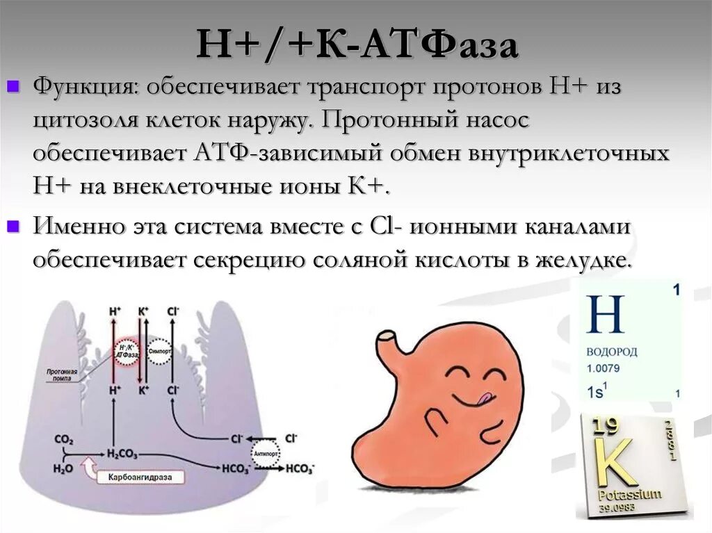 Натрий атф. Протонный насос (н+-АТФАЗА). Протонная натрий калиевая АТФАЗА. H K АТФАЗА. Протонная помпа (протонный насос).