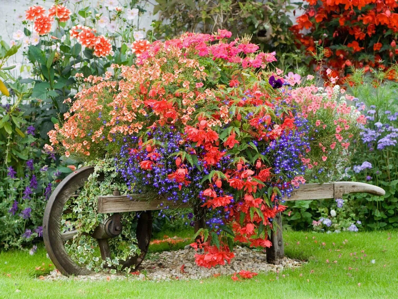 Для садовых цветов своими руками. Бегония ампельная Абрикосовая. Палисадник в стиле Кантри. Красивые клумбы. Красивые цветники.