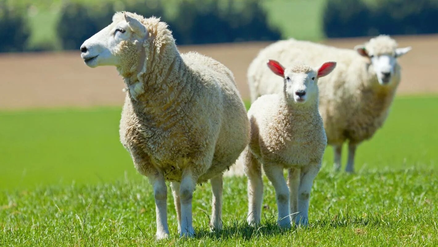 Sheep more. Исландская овца. Овцы на лугу. Бараны и овцы. Sheep more.