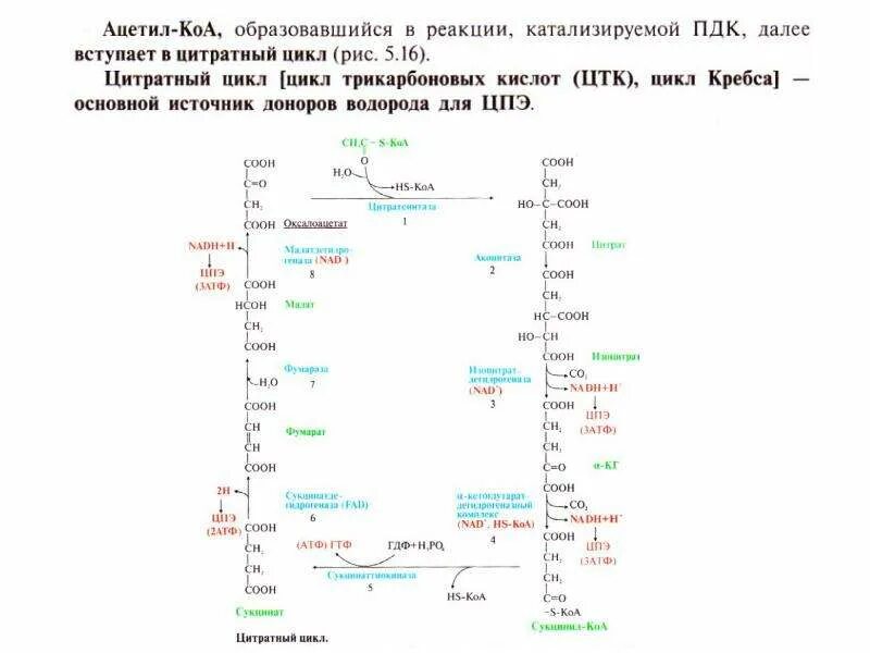 Цикл трикарбоновых кислот Кребса биохимия. Схема цитратного цикла биохимия. Общая схема цитратного цикла. Цикл трикарбоновых кислот схема. Цитратный цикл