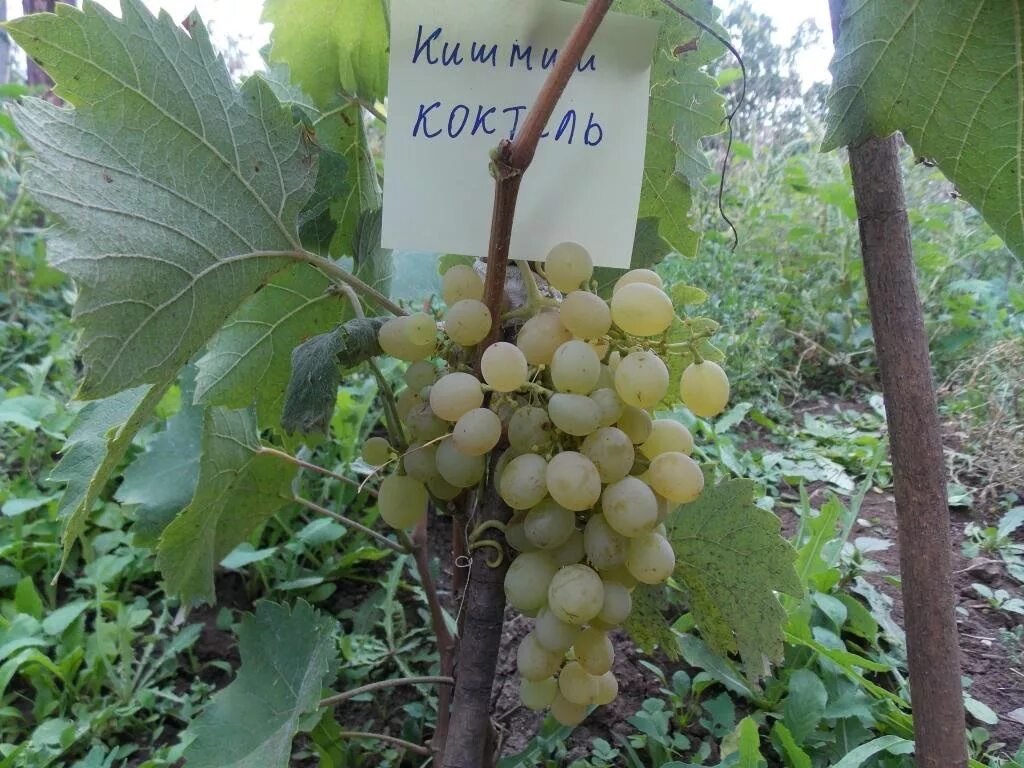 Виноград кишмиш коктейль описание сорта фото отзывы