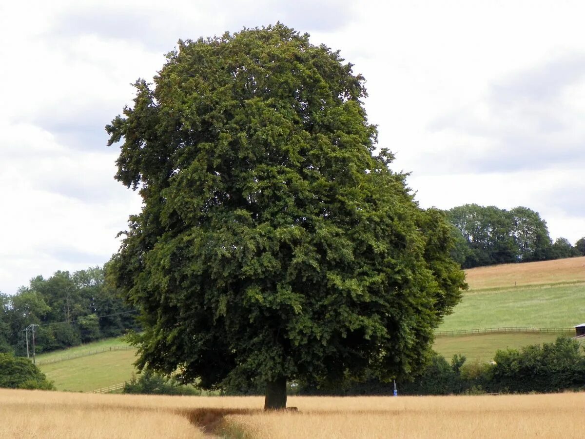 Дерево бук фото и описание. Бук обыкновенный (Fagus sylvatica). Бук обыкновенный (Fagus sylvatica) бонсай. Fagus Mercedes. Fagus sylvatica Mercedes.