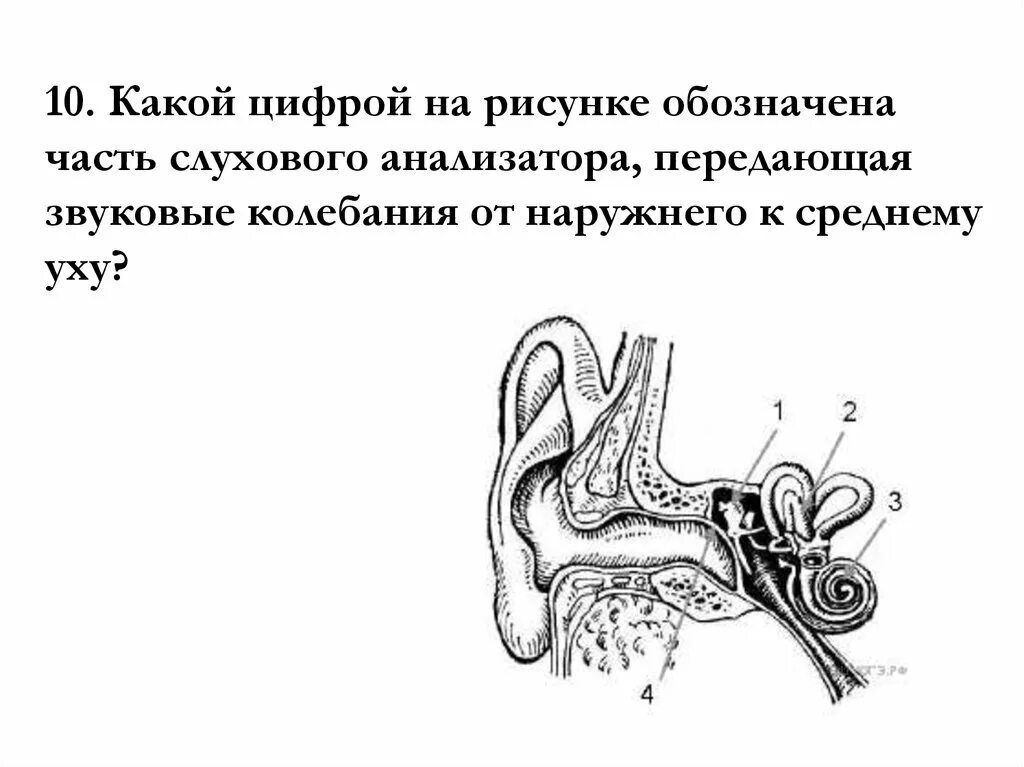 Рис 87 слуховой анализатор. CJR[KDJQ анализатор. Строение слухового анализатора. Слуховой анализатор анатомия. Понятие слухового анализатора