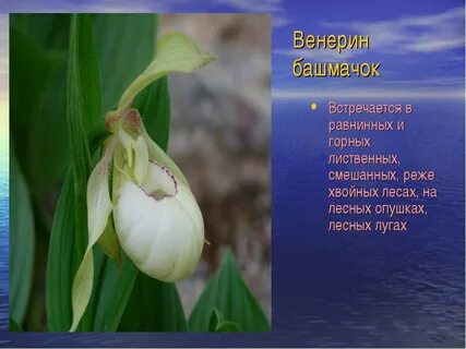 Венерин башмачок сообщение