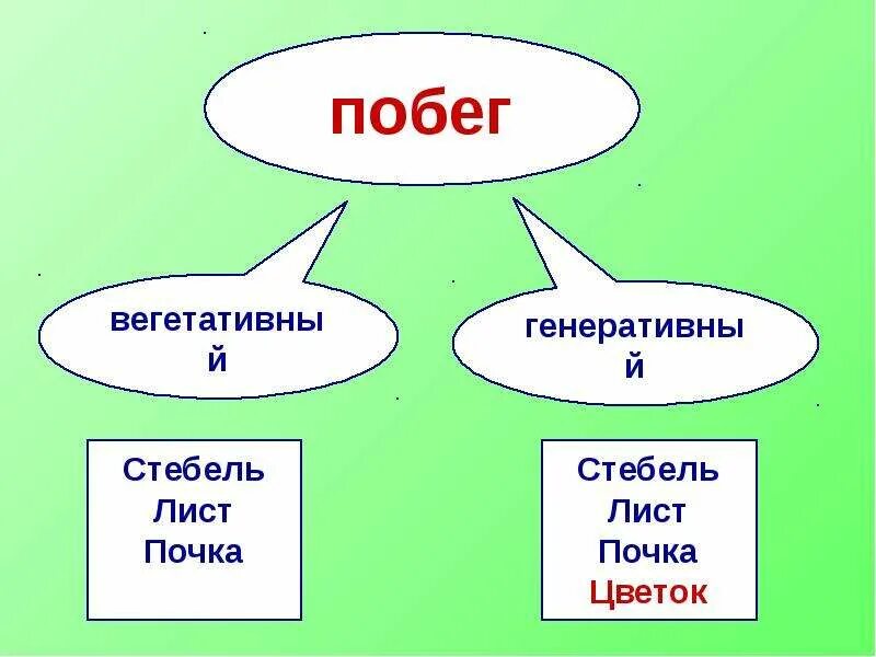 Вегетативные и генеративные побеги. Вегетативные и генеративные побеги 6 класс. Строение генеративного побега. Побег генеративный или вегетативный.