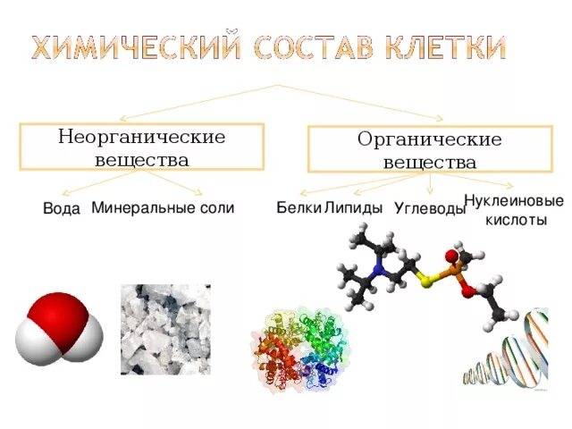 Белки группа соединений. Органические вещества клетки и Минеральные вещества клетки. Органические соединения клетки углеводы. Неорганические соединения клетки: вода, Минеральные вещества. Органические соединения клетки углеводы липиды.