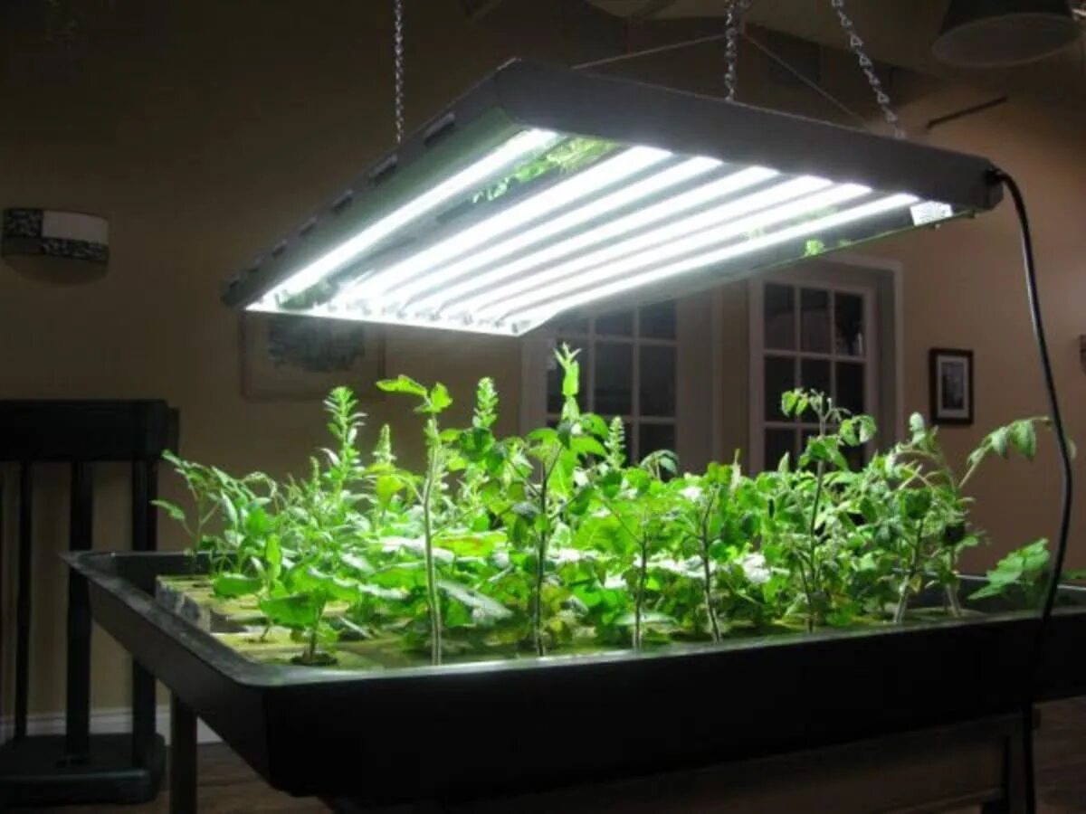 Лампа General 6500k 40 Вт для досвечивания рассады. Фитолампа led grow Light. T5 Fluorescent grow Light. Фитосветильник grow 150w. Сколько нужно света для рассады