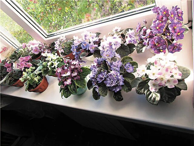 На заднем дворе расцвели фиалки 27 глава. Сенполия в горшке на подоконнике. Фиалка цветет. На заднем дворе расцвели фиалки 27 глава. Огромные фиалки.