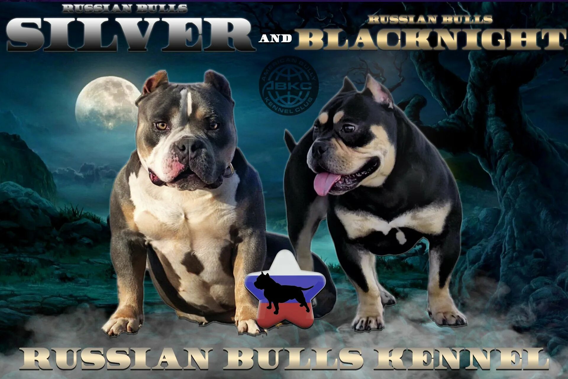 Питомник американских булли в крыму. Питомник собак американский булли яна любомирова. Питомник в крыму американский булли последние. Американские булли яна крым питомник. Питомник американских булли в крыму.