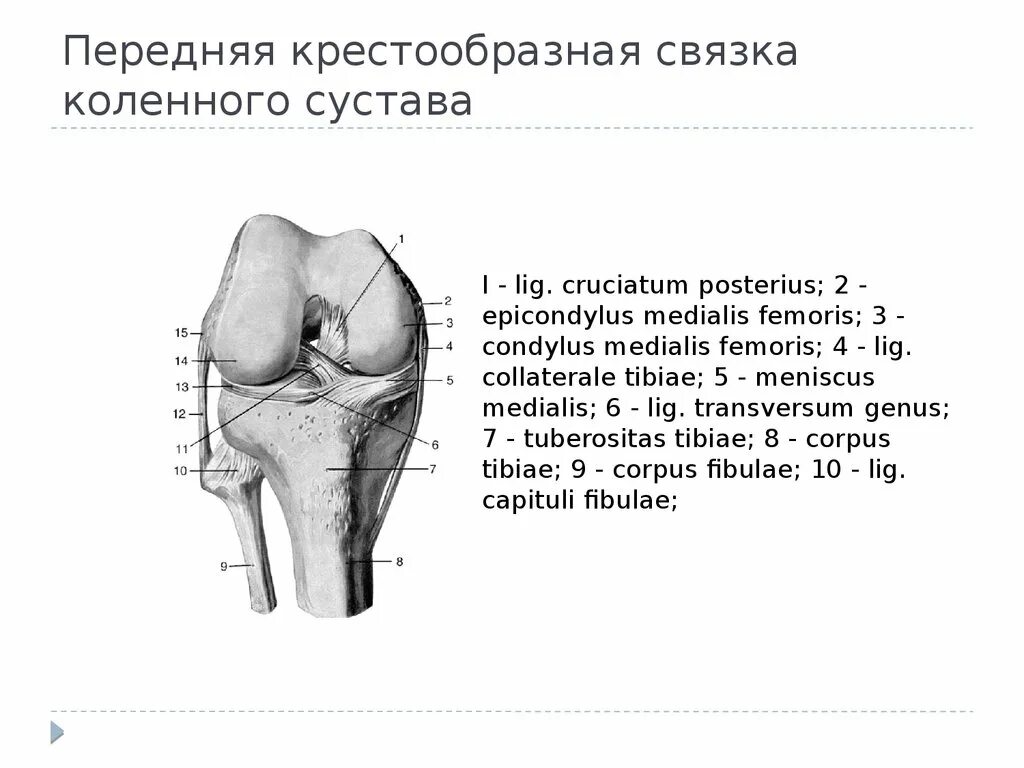 Функция крестообразной связки. Крестовидные связки коленного сустава функции. Крестообразные связки коленного сустава функции. Передняя крестообразная связка функция.