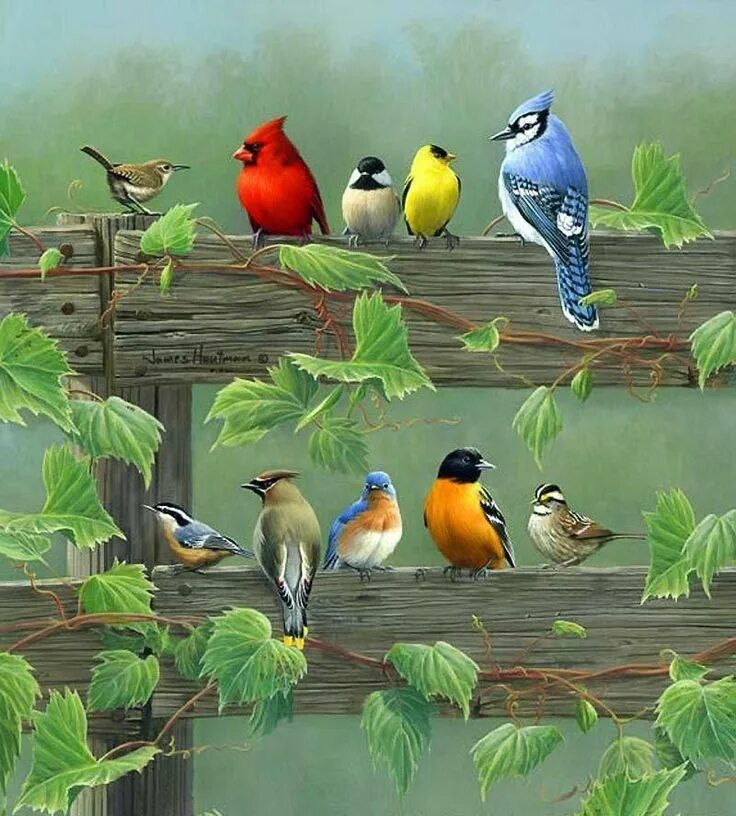 Как поют много птиц. Художник James Hautman. James Hautman картины.