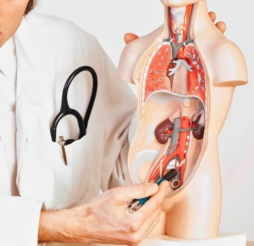 Где можно проходить уролога. Уролог андролог. Прием терапевта. Консультация уролога. Мужчина у уролога.