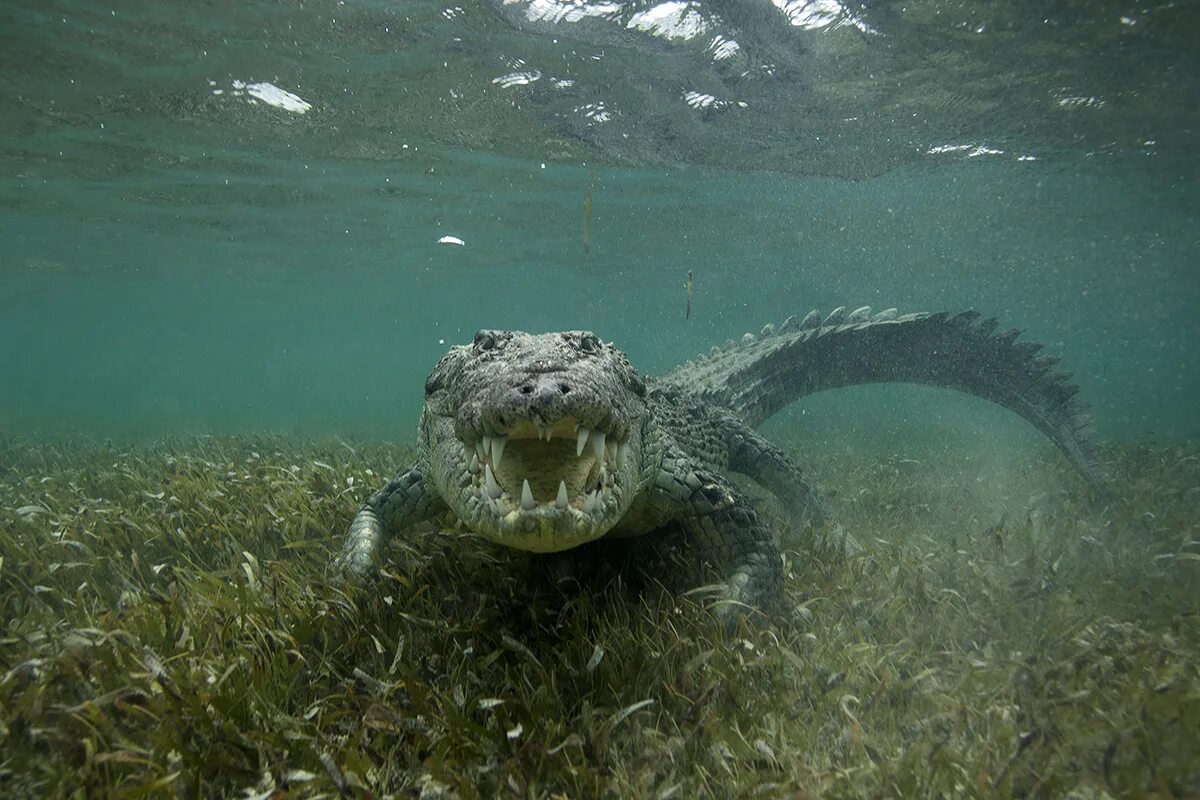 Вода и водные жители. Гребнистый крокодил в море. Водные хищники. Морские существа. Опасные морские животные.