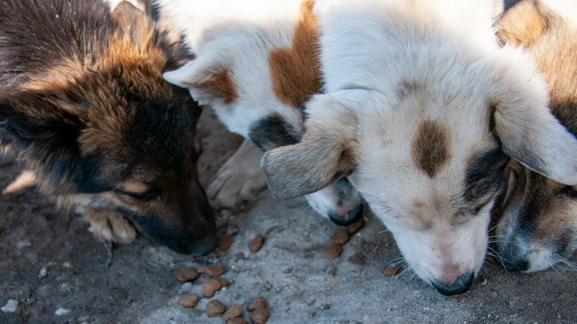 Бездомные собаки. Усыпление бродячих собак. Парвовирусный энтерит собак вакцинация. Внимание отлов животных. Усыпление бродячих собак.