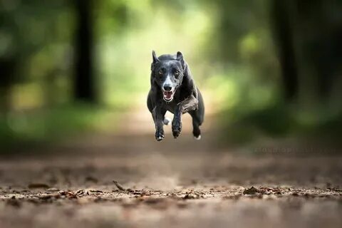 Собаку лечу