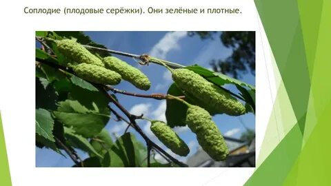 Как размножить березу