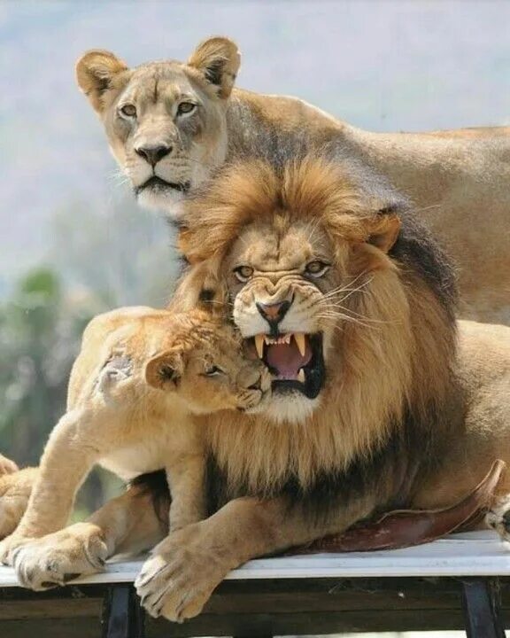 1920x1285 lion background download Lion cat, Lion couple, Beautiful lion