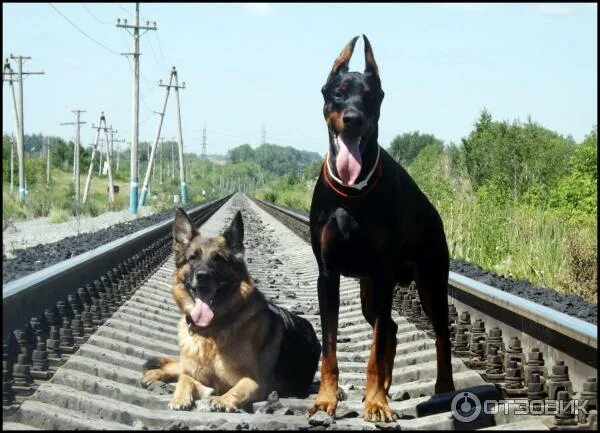 Pin on Мои любимчики Black german shepherd, Dogs, German shepherd