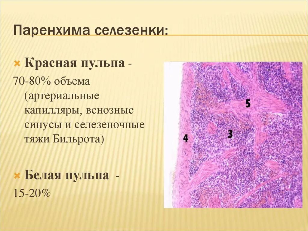 Ткань селезенки. Селезенка гистопрепарат. Трабекулы селезенки гистология. Структуры красной пульпы селезенки. Гистологическое строение селезенки красная пульпа.