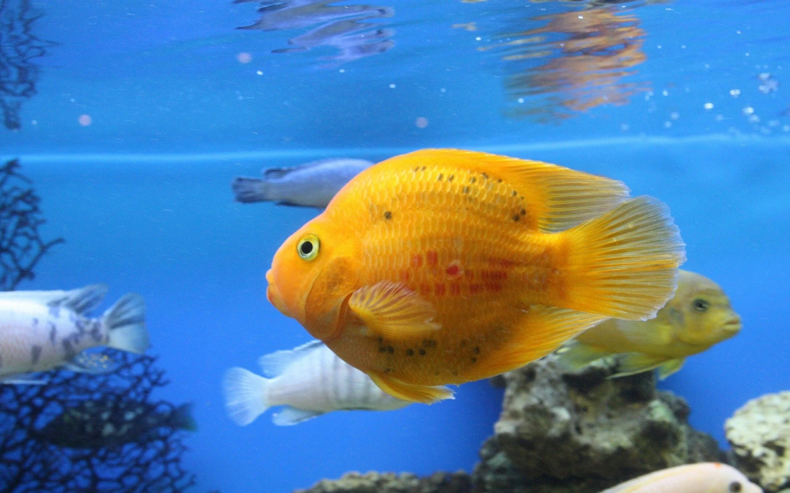 Живая рыба плывет. Еллоу рыбка аквариумная. Рифовый попугай аквариумная рыбка. Цихлида золотой попугай. Аквариумная рыбка Апельсинка.