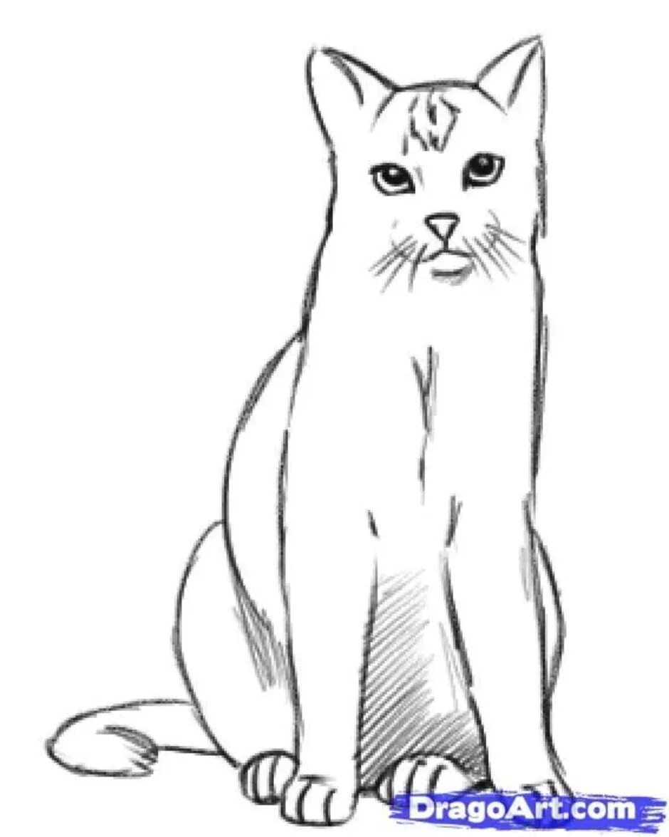 Стоящий кот рисунок. Нарисовать сидящего кота. сидячая кошка карандашом. нарисовать сидящую кошку. сидящий кот для срисовки.