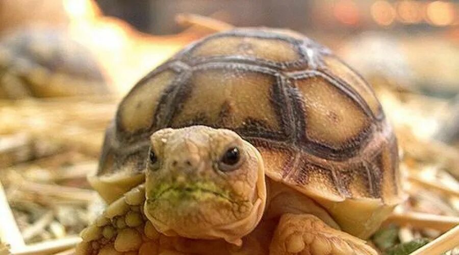 Среднеазиатская черепаха. Среднеазиатская черепаха маленькая. Черепаха сухопутная маленькая. Красивые среднеазиатские черепахи. Питомцы черепахи