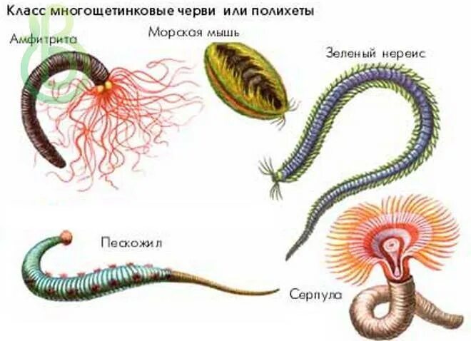 Полихеты черви строение. Многощетинковые черви пескожил. Многощетинковые кольчатых червей. Кольчатые черви черви. Первые кольчатые черви