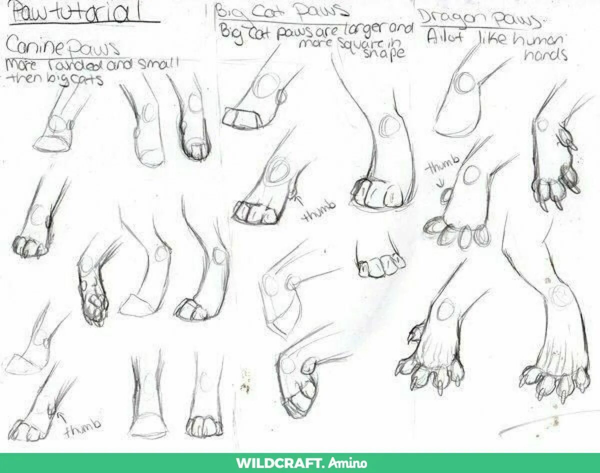 Коты воители лапы. Коты воители ольхолап. Коты воители остролап. Коты воители ивушка. Коты воители белохвост.