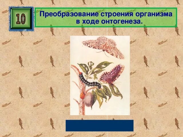 Онтогенез контрольная. Главное преобразование в ходе онтогенеза. Спасибо за внимание для презентации по биологии онтогенез. Преобразование строения тела примеры.