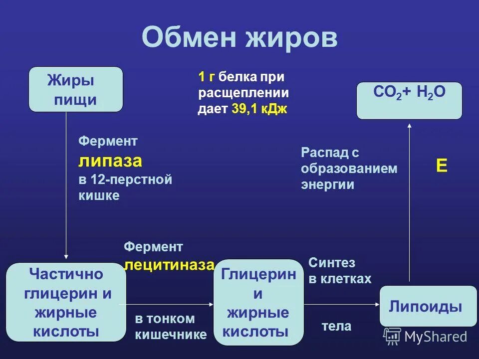 гидролиз и всасывание белков в жкт. нуклеиновыекичлоты до чего расщепляются. общая схема катаболизма жиров. ферментативное расщепление органических соединений. белки расщепляются под влиянием.
