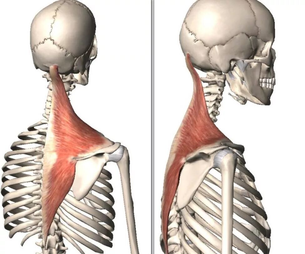 Верхняя трапециевидная. Latissimus Dorsi мышца. Латиссимус Дорси мышца анатомия. Трапециевидная мышца анатомия. Трапециевидная крепится трапециевидная мышца.