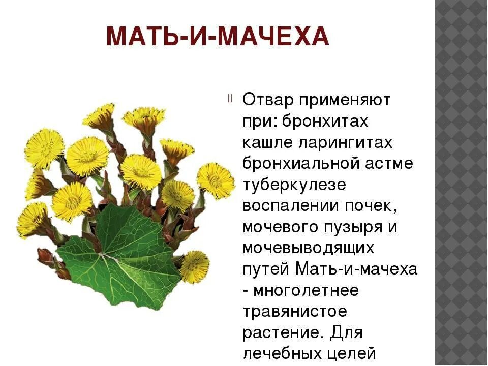 Мать и мачеха интересные факты