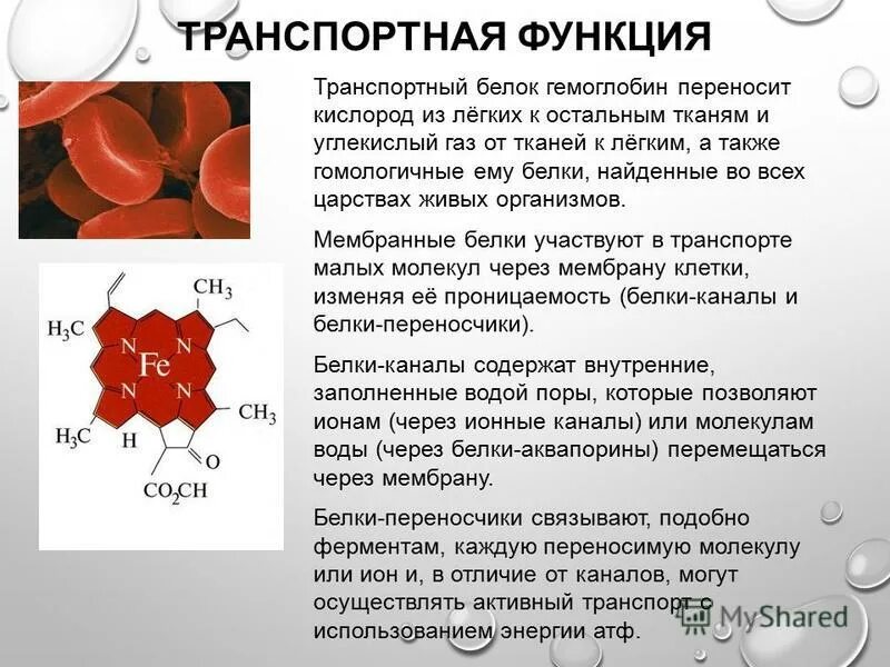 В чем проявляется транспортная функция. Транспортная функция гемоглобина. Гемоглобин переносит кислород. Транспортная функция воды. Перенос кислорода гемоглобином.