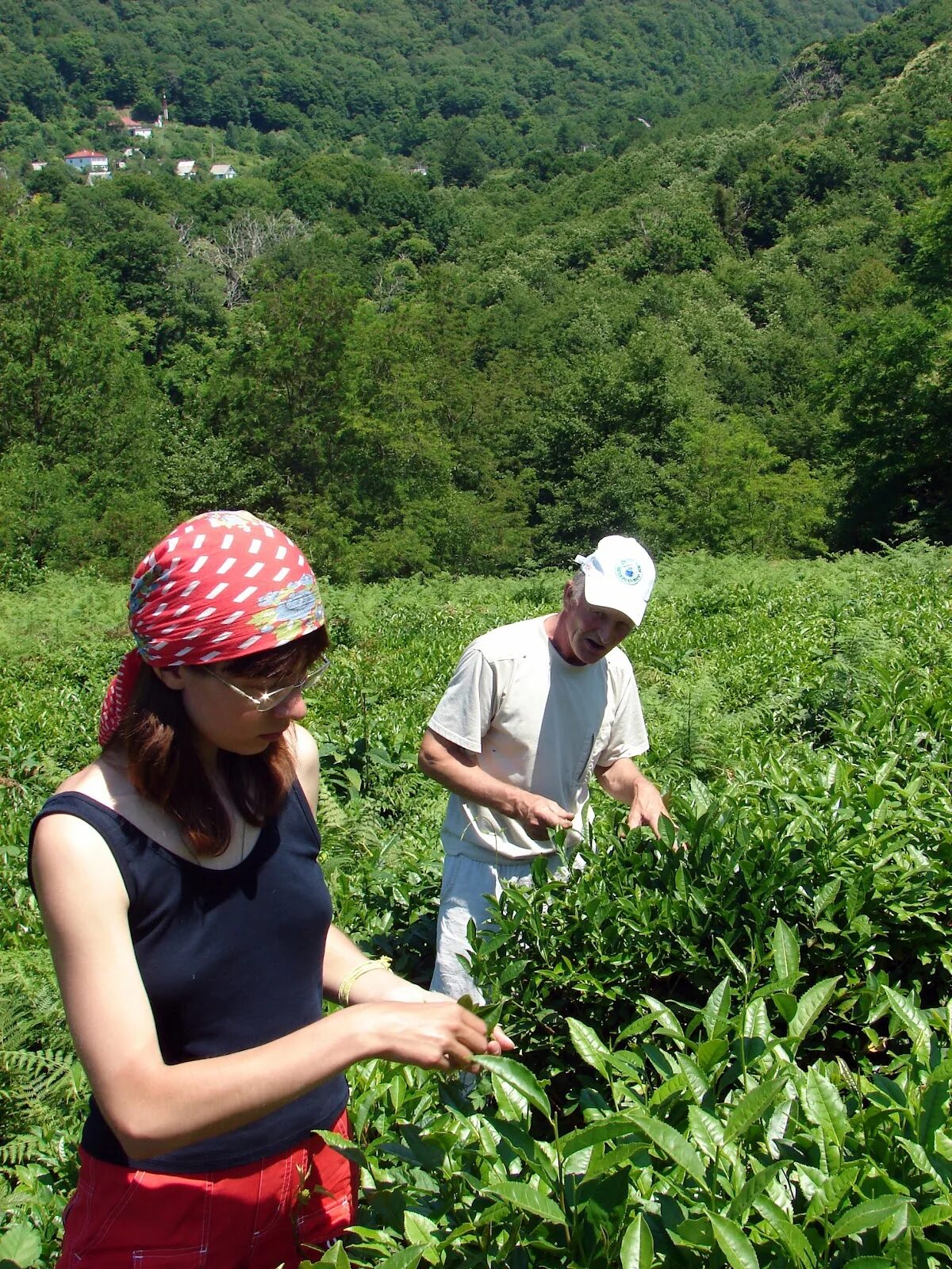 В россии растет чай. Мацеста чайные плантации. Чайные плантации Краснодарский чай. Мацестинские чайные плантации Сочи. Чайные плантации в Краснодаре.