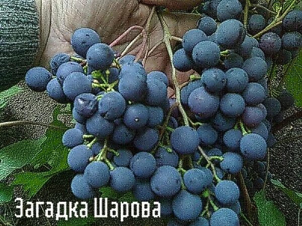 Загадка шарова описание сорта. Сорт винограда загадка Шарова. Сорт загадка Шарова. Виноград Благодать (очень ранний сорт). Виноград загадка Шарова.