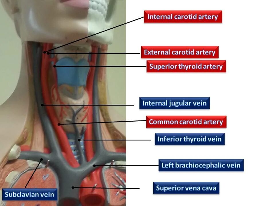 Ветви верхней щитовидной артерии. Артерии щитовидной железы анатомия. Нижняя щитовидная артерия отходит.