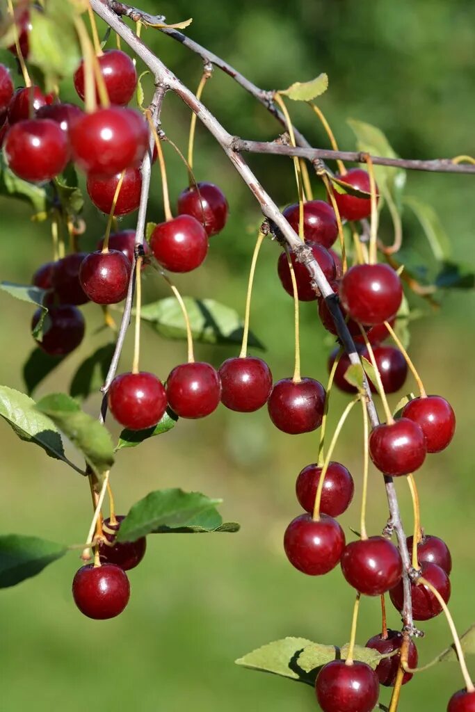 Вишня щедрая. Черешня "Фатеж" (Cerasus avium). Вишня щедрая (Prunus Cerasus). Вишня бессея. Сорта черешни для Северного Кавказа.