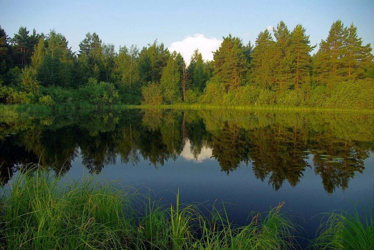 Рязанская мещера. Мещёрский национальный парк Рязанской области. Мещера лес Рязанская область. Парк Мещера во Владимирской области. Национальный парк Мещерский край.