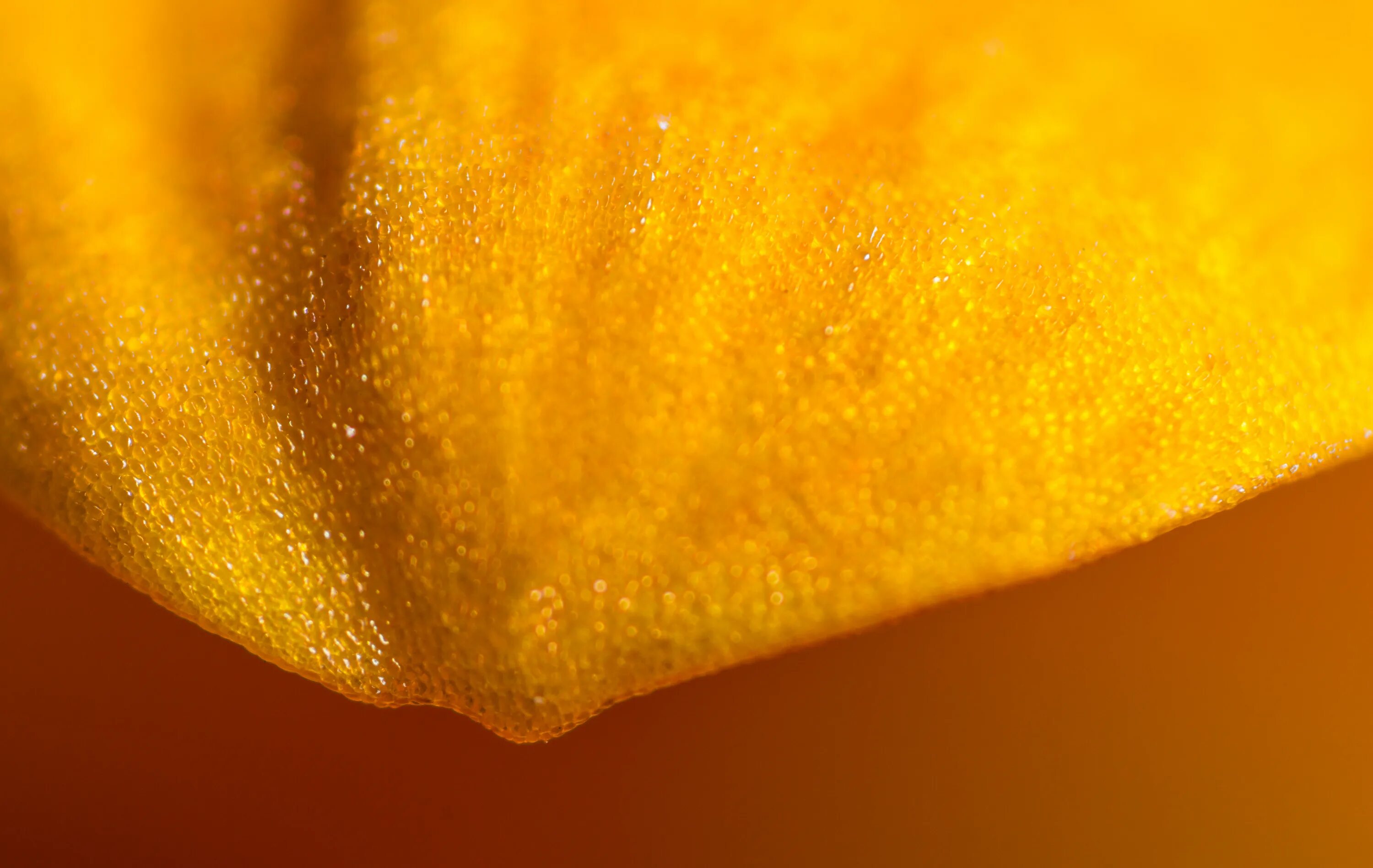 Какого цвета пыльца. Золотистый макро. Золото Макросъемка. Оранжевая пыльца. Апельсиновая пыльца.
